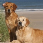 Tierversicherungen im Urlaub