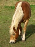 Pferde-Op Versicherung für ältere Pferde