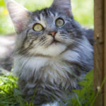 Kastrationspflicht für Katzen Kastrationspflicht für Katzen