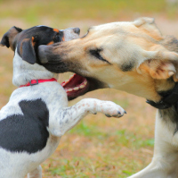 Streit unter Hunden
